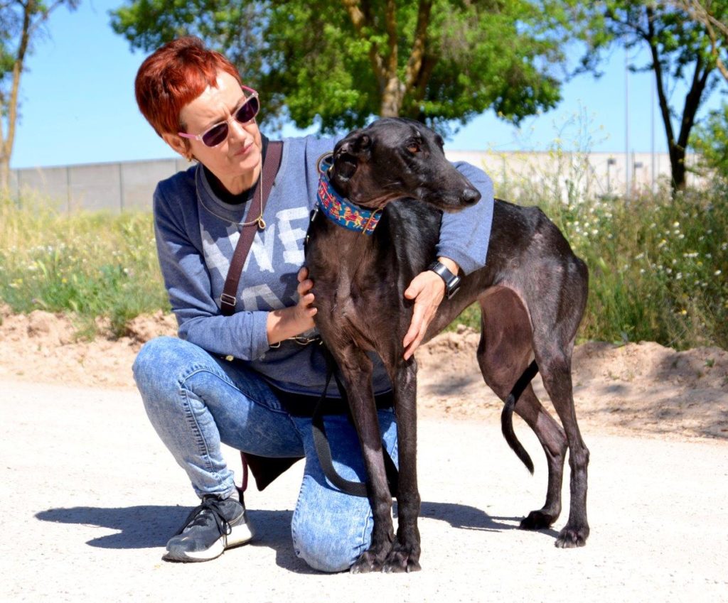 Photo de CARMEN, un lévrier en attente d adoption