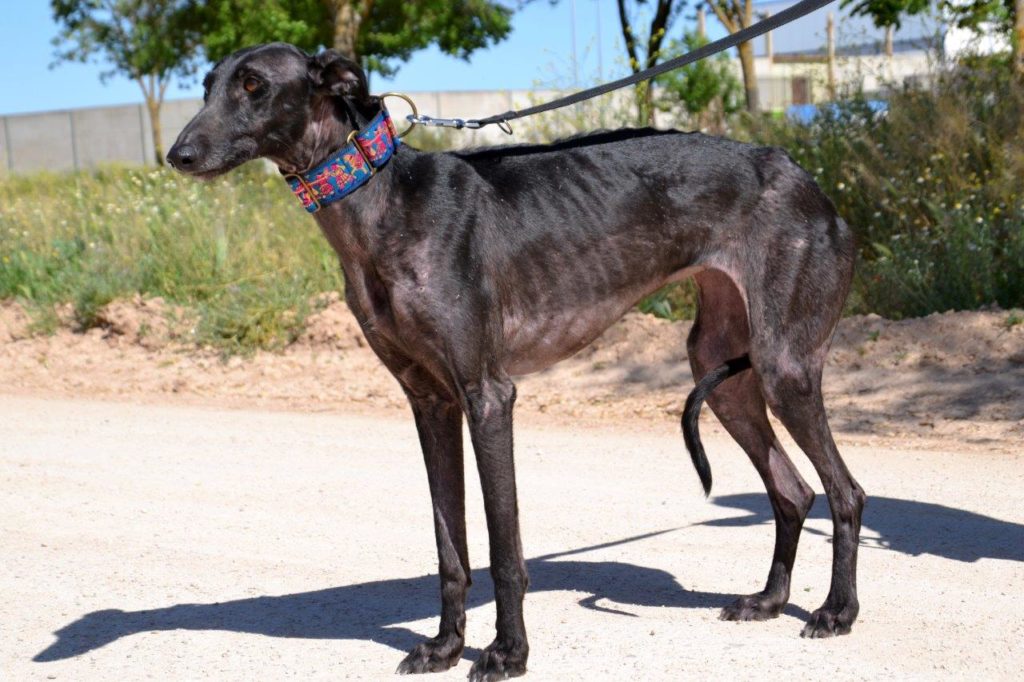 Photo de CARMEN, un lévrier en attente d adoption