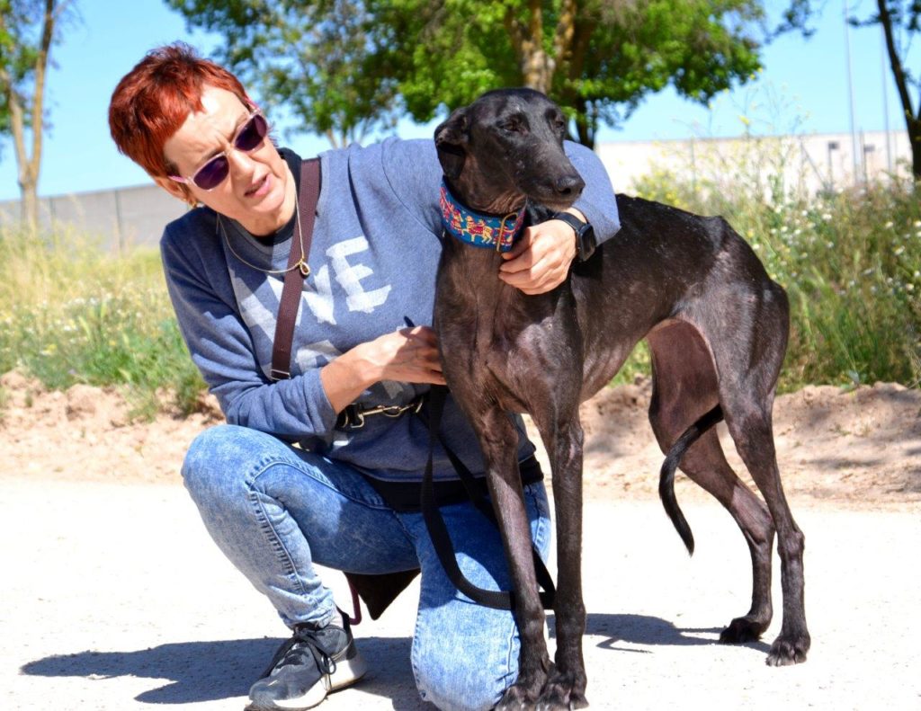 Photo de CARMEN, un lévrier en attente d adoption