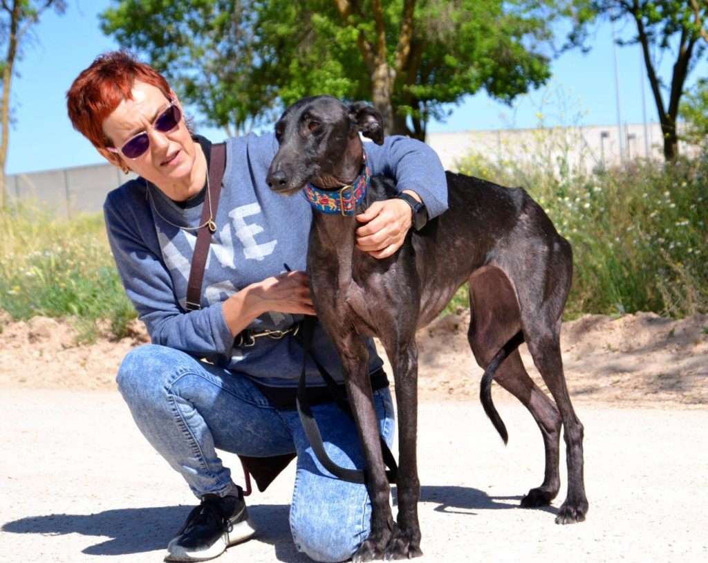 Photo de CARMEN, un lévrier en attente d adoption