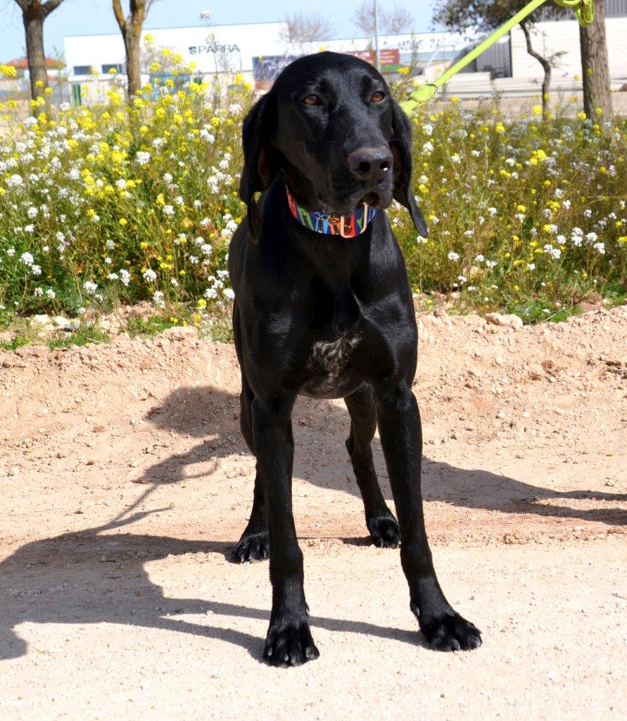 Photo de DANKA, un lévrier en attente d adoption