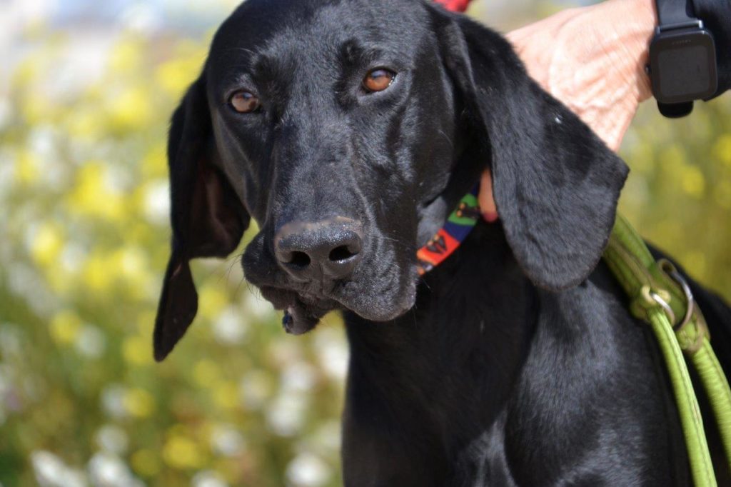 Photo de DANKA, un lévrier en attente d adoption