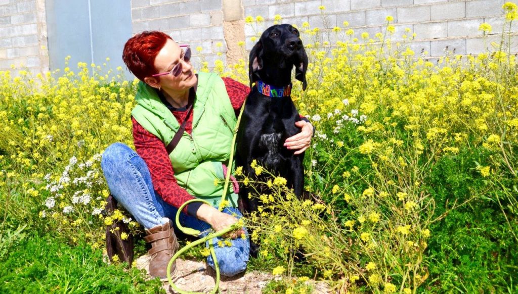 Photo de DANKA, un lévrier en attente d adoption