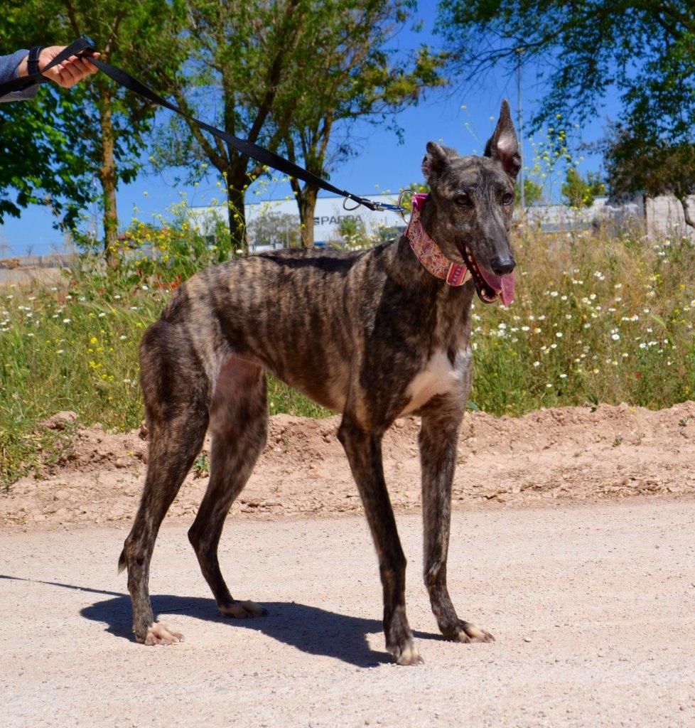 Photo de SAMANTA, un lévrier en attente d adoption