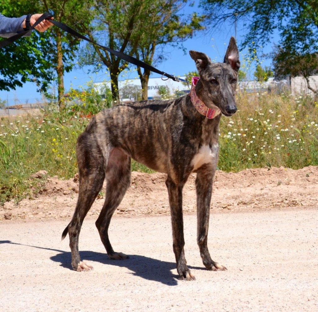 Photo de SAMANTA, un lévrier en attente d adoption