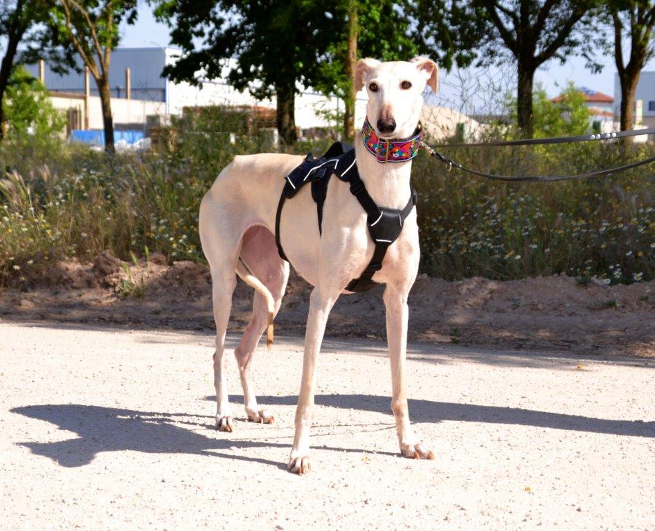 Photo de PERLA, un lévrier en attente d adoption