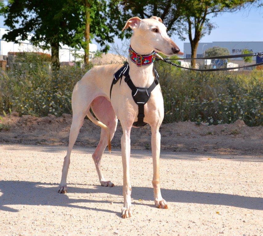 Photo de PERLA, un lévrier en attente d adoption