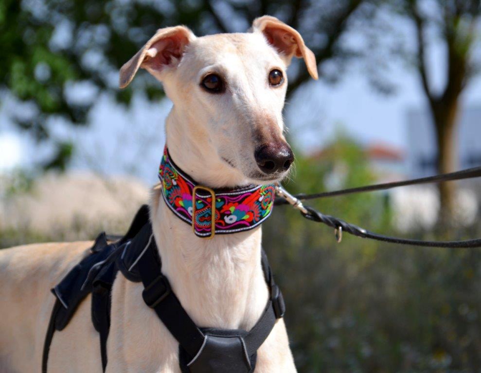 Photo de PERLA, un lévrier en attente d adoption