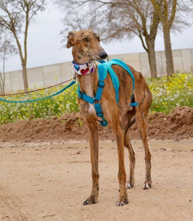 Photo de SIRIO, un lévrier en attente d adoption