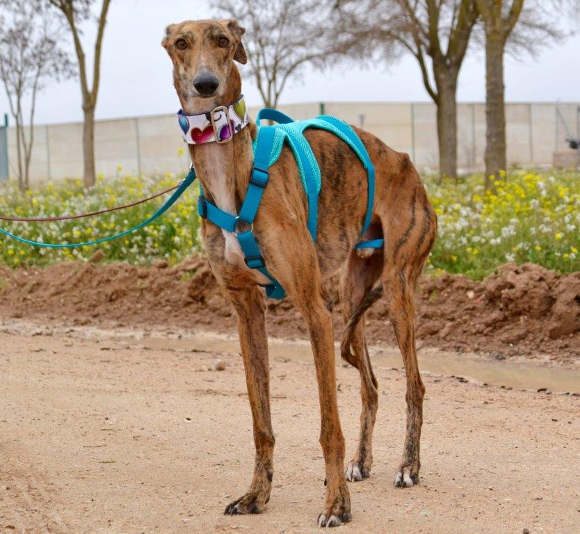 Photo de SIRIO, un lévrier en attente d adoption