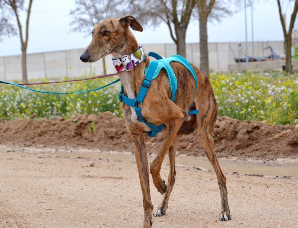 Photo de SIRIO, un lévrier en attente d adoption