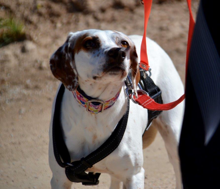 Photo de TIZA, un lévrier en attente d adoption