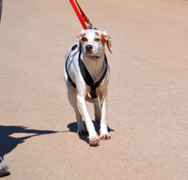 Photo de TIZA, un lévrier en attente d adoption