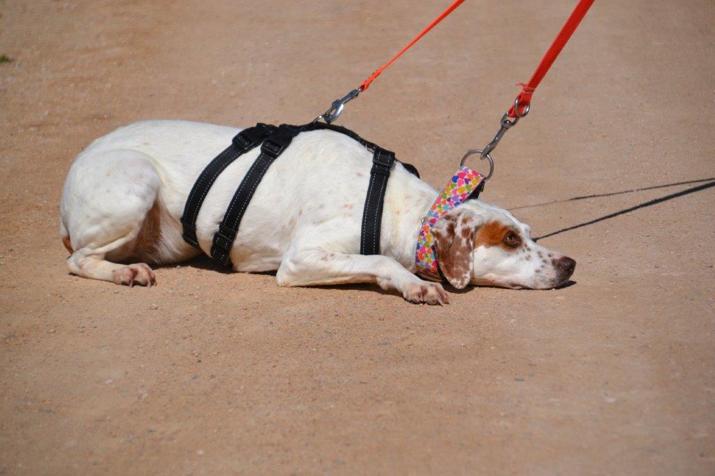 Photo de TIZA, un lévrier en attente d adoption