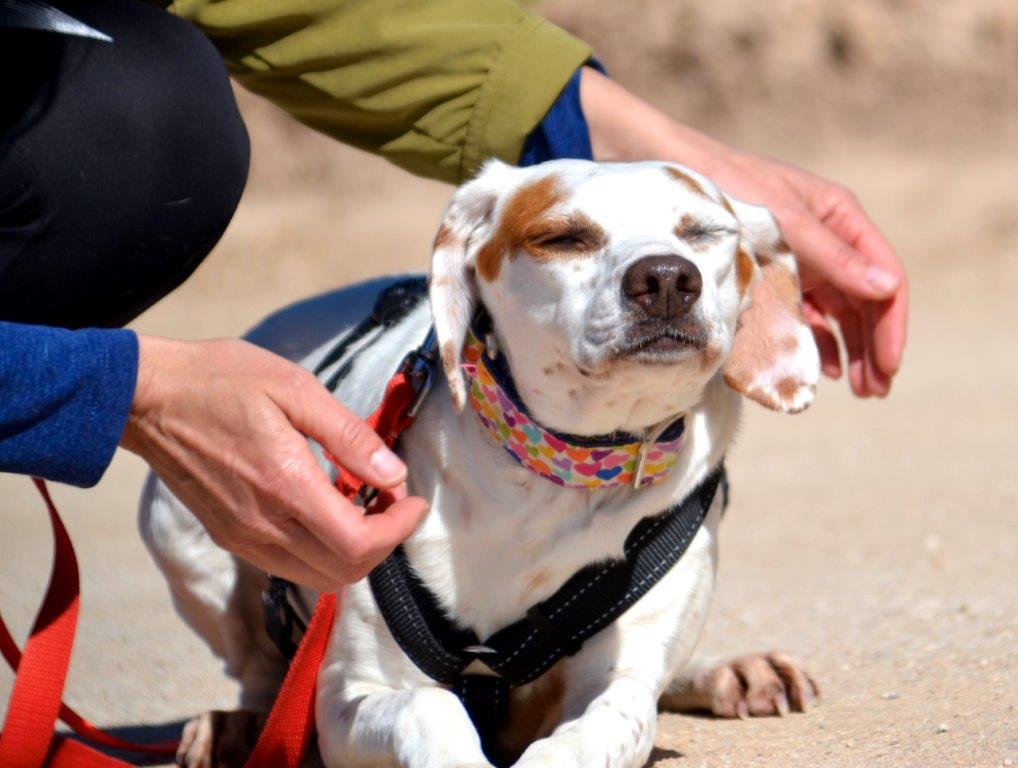 Photo de TIZA, un lévrier en attente d adoption