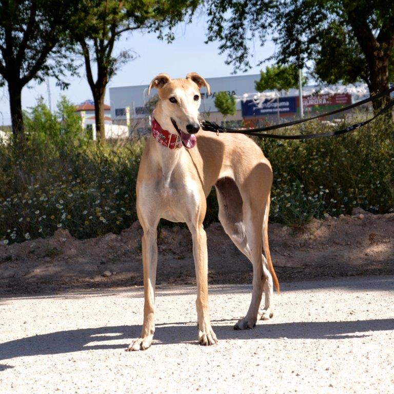 Photo de TONICA, un lévrier en attente d adoption