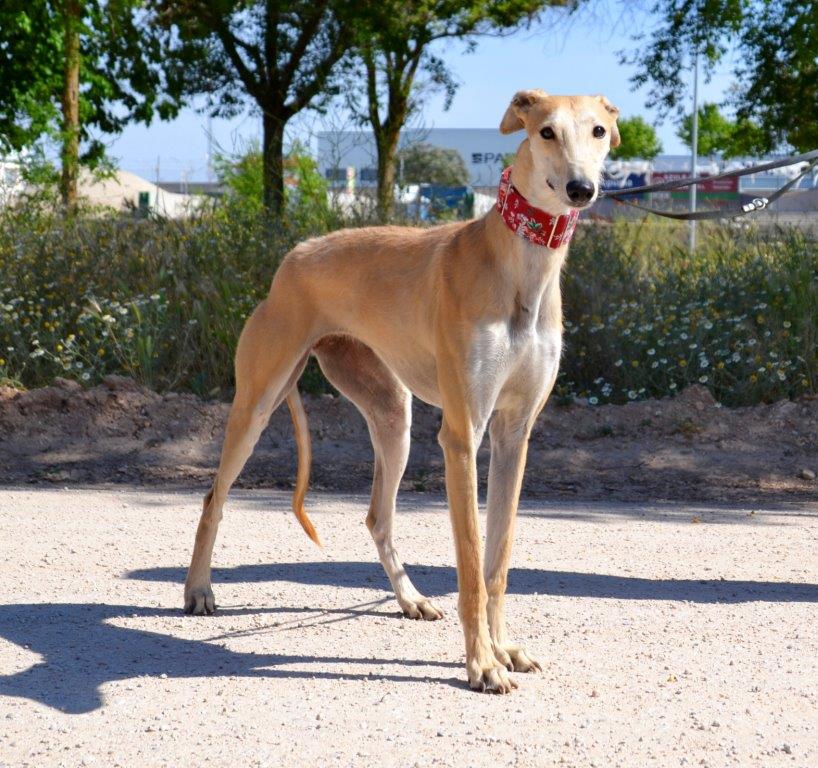 Photo de TONICA, un lévrier en attente d adoption