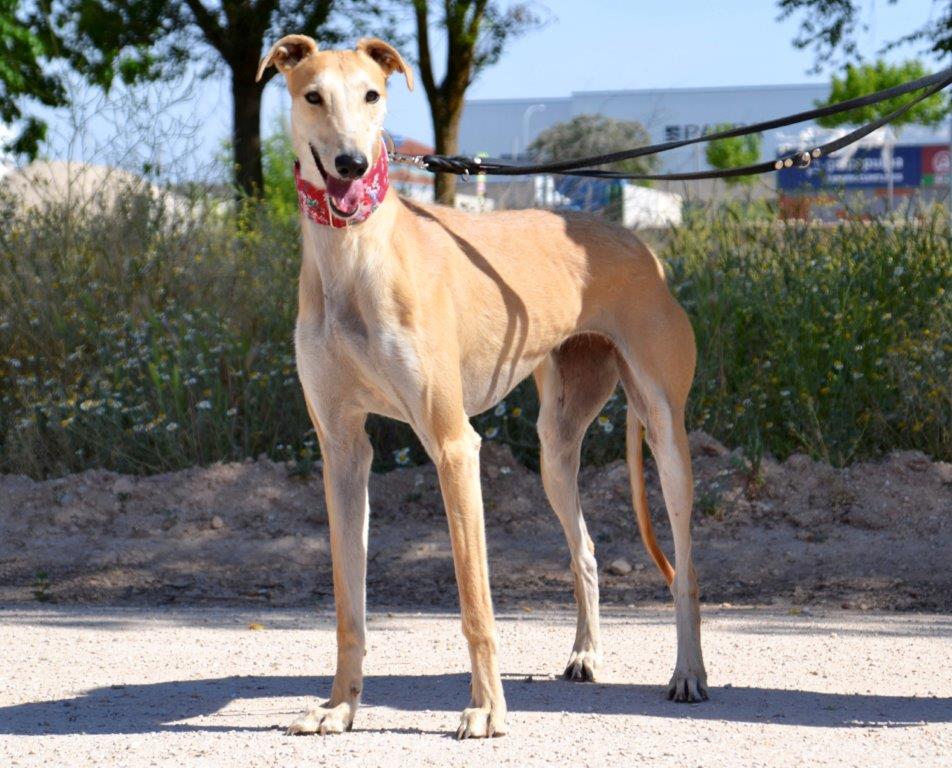 Photo de TONICA, un lévrier en attente d adoption