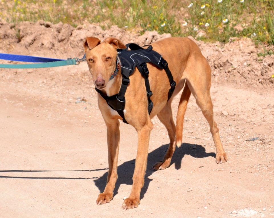 Photo de VERA, un lévrier en attente d adoption