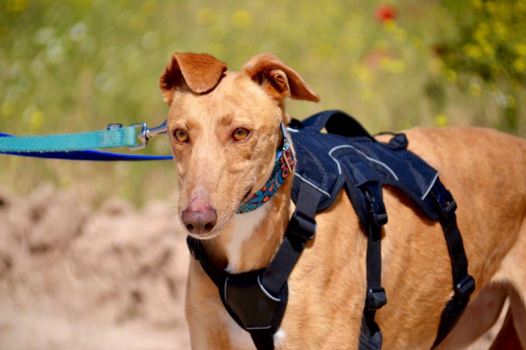 Photo de VERA, un lévrier en attente d adoption