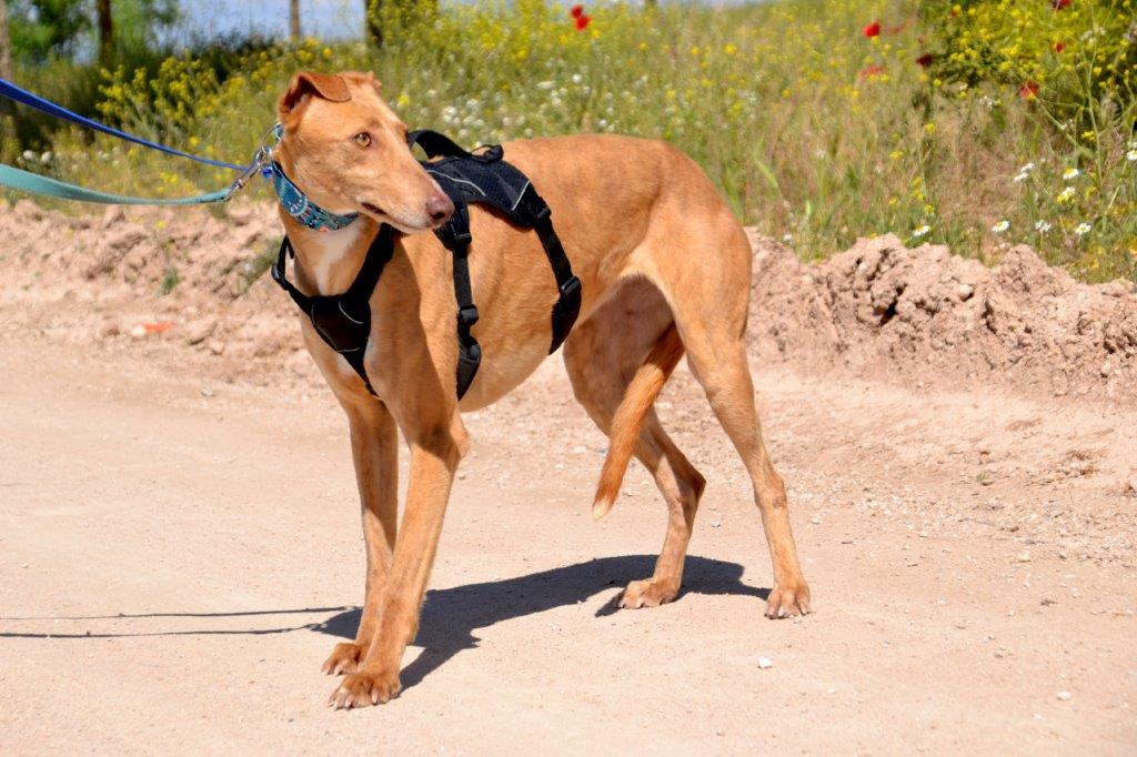 Photo de VERA, un lévrier en attente d adoption