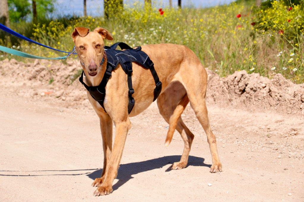 Photo de VERA, un lévrier en attente d adoption