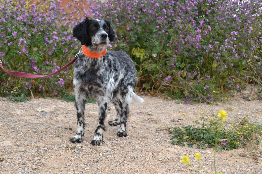 Photo de JARA, un lévrier en attente d adoption