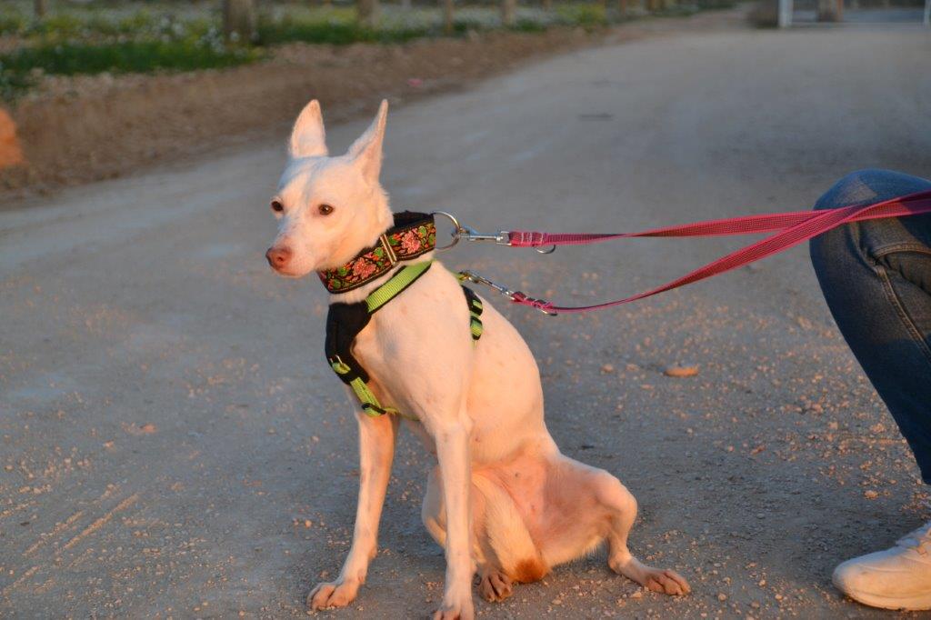 Photo de MATI, un lévrier en attente d adoption