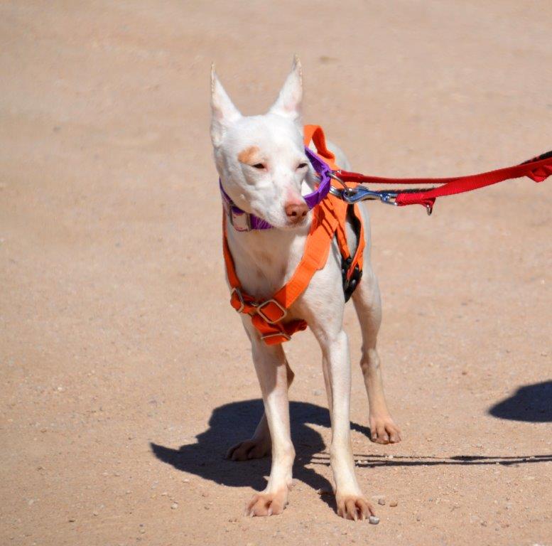 Photo de MATI, un lévrier en attente d adoption