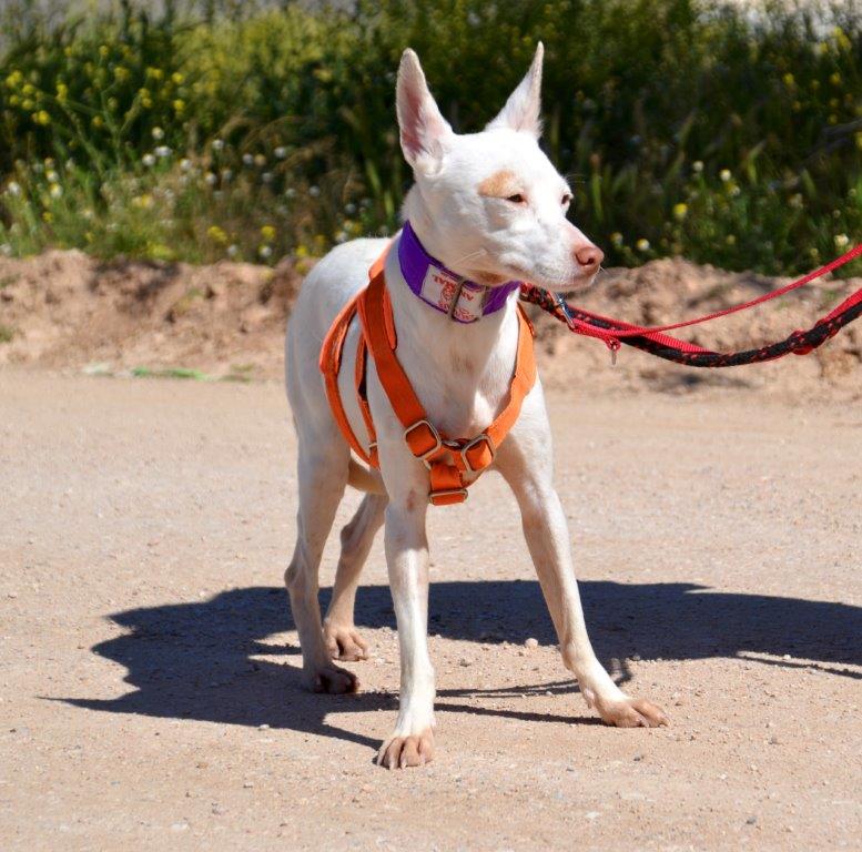 Photo de MATI, un lévrier en attente d adoption