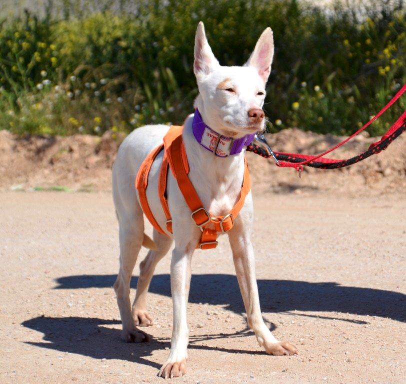 Photo de MATI, un lévrier en attente d adoption