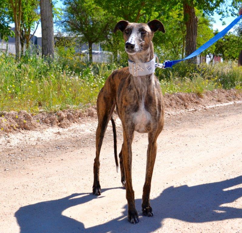 Photo de PRIMA, un lévrier en attente d adoption