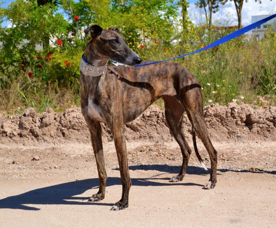 Photo de PRIMA, un lévrier en attente d adoption