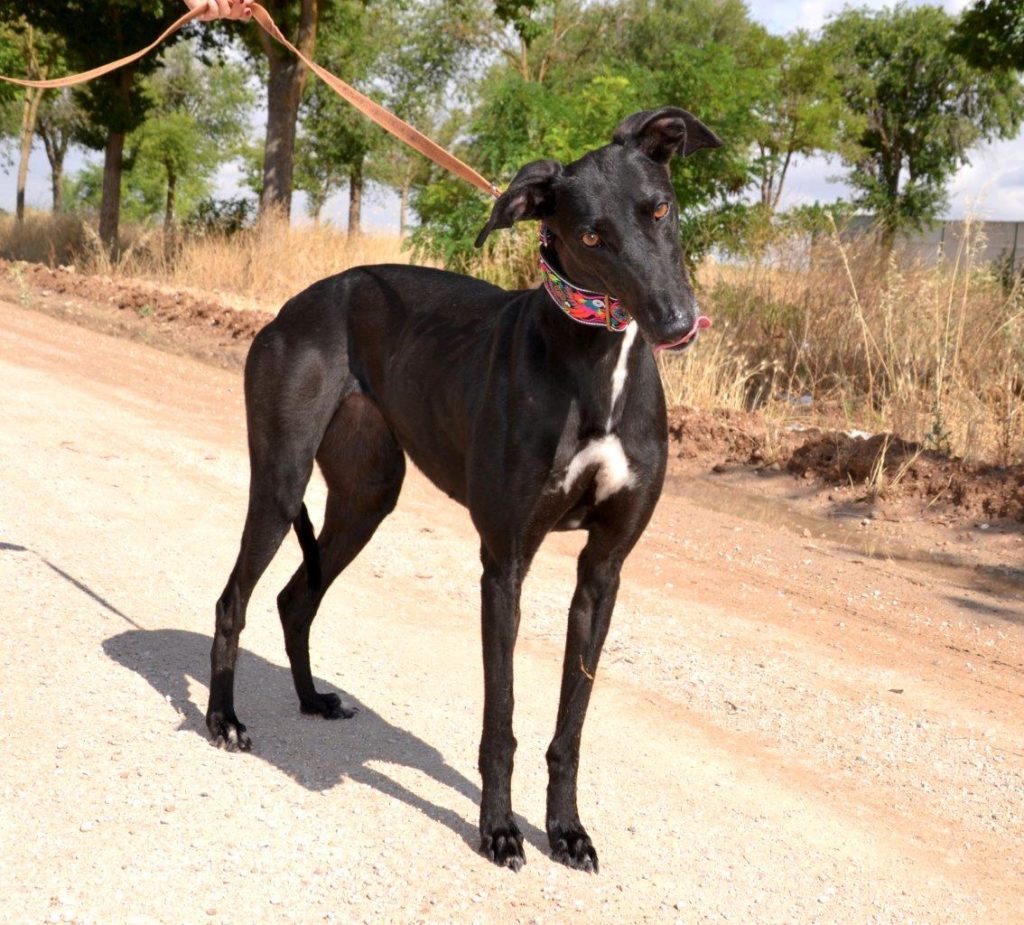 Photo de AFRICA, un lévrier en attente d adoption