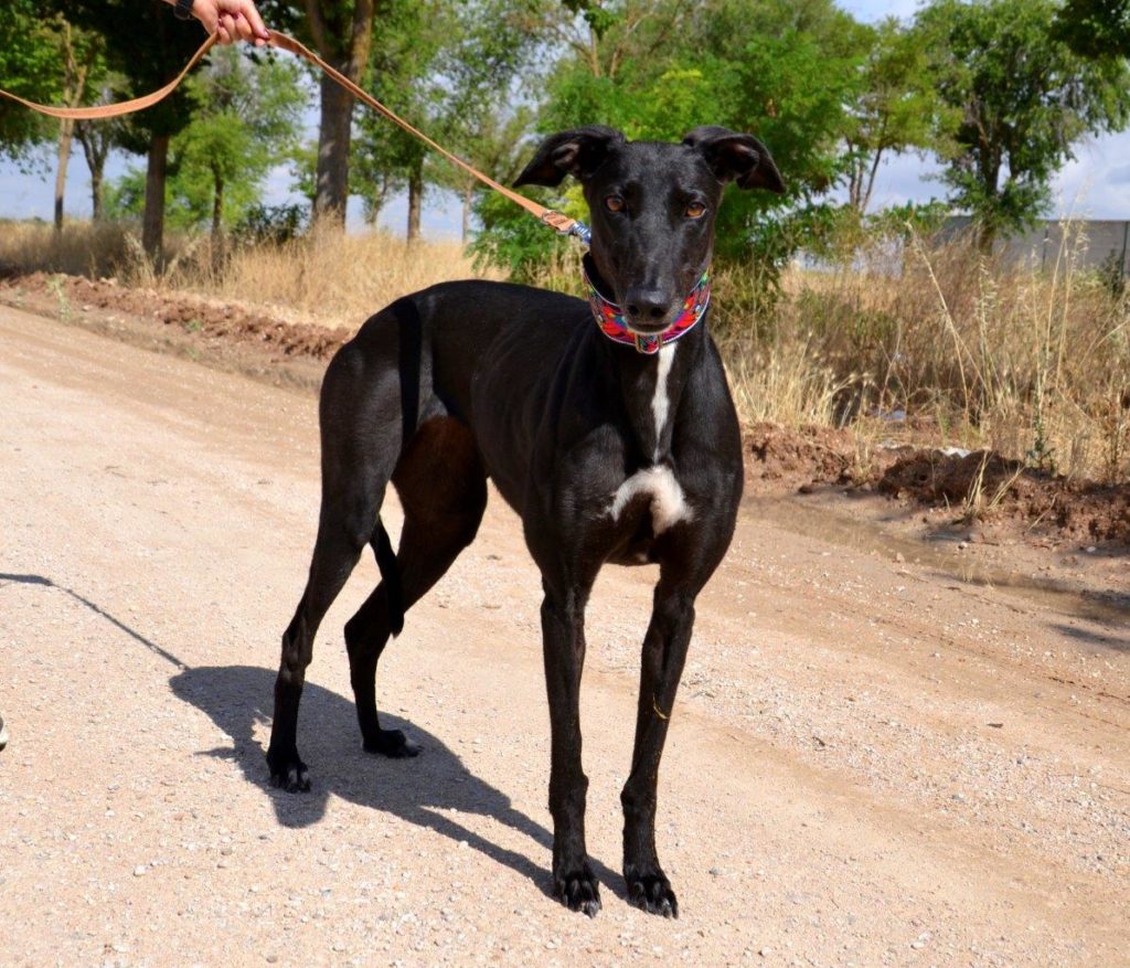 Photo de AFRICA, un lévrier en attente d adoption