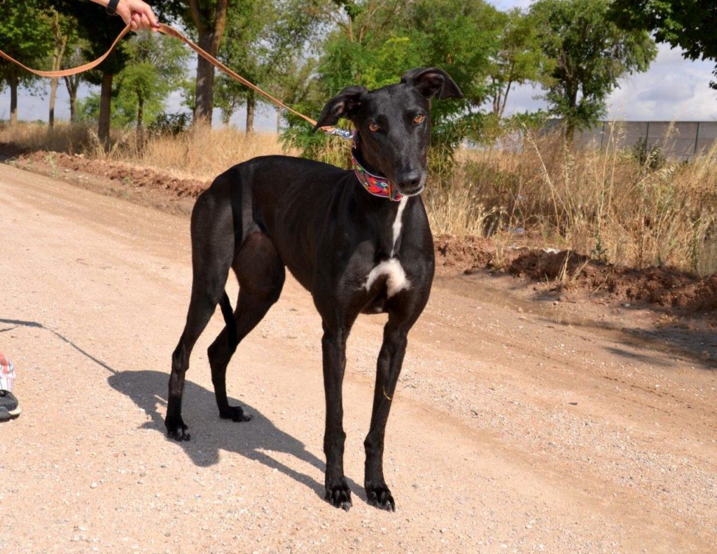 Photo de AFRICA, un lévrier en attente d adoption