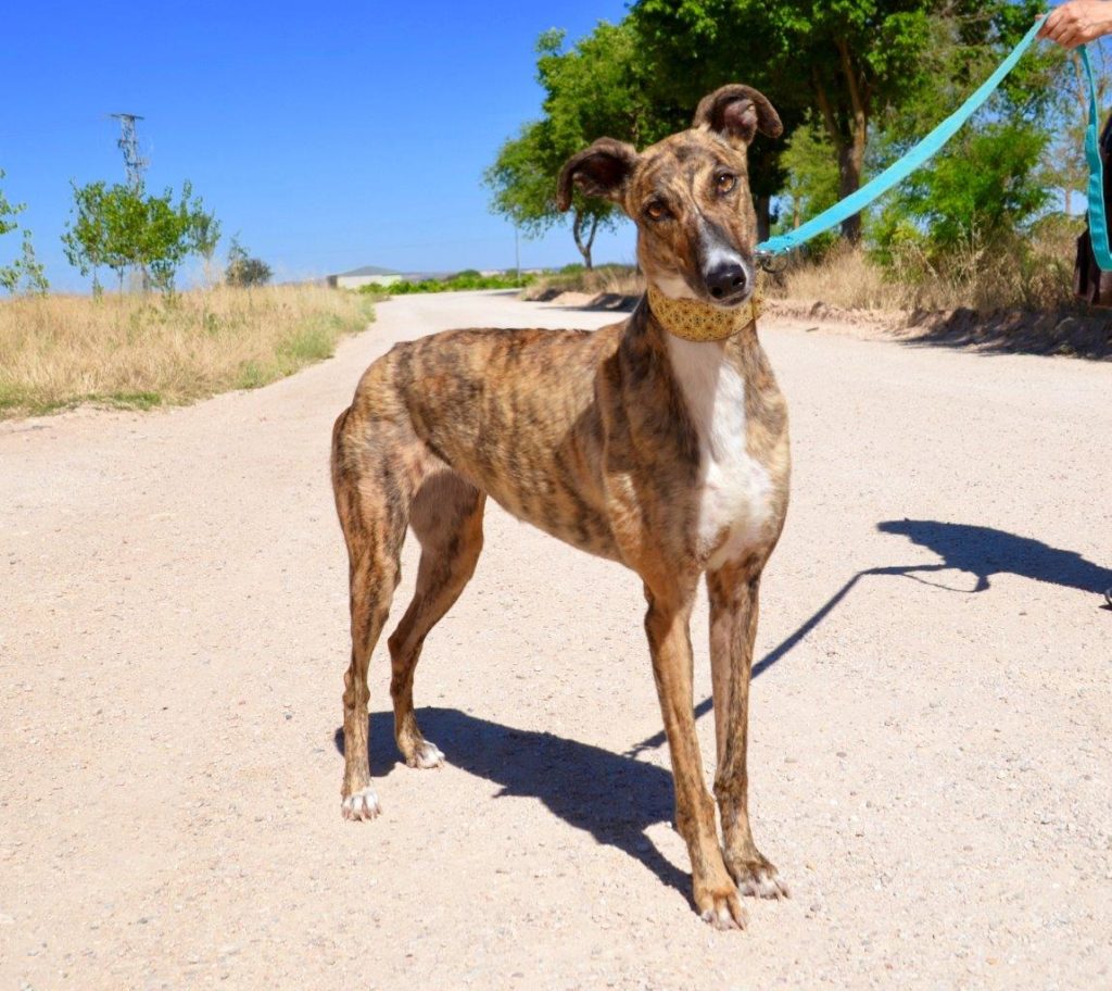 Photo de CHELSEA, un lévrier en attente d adoption