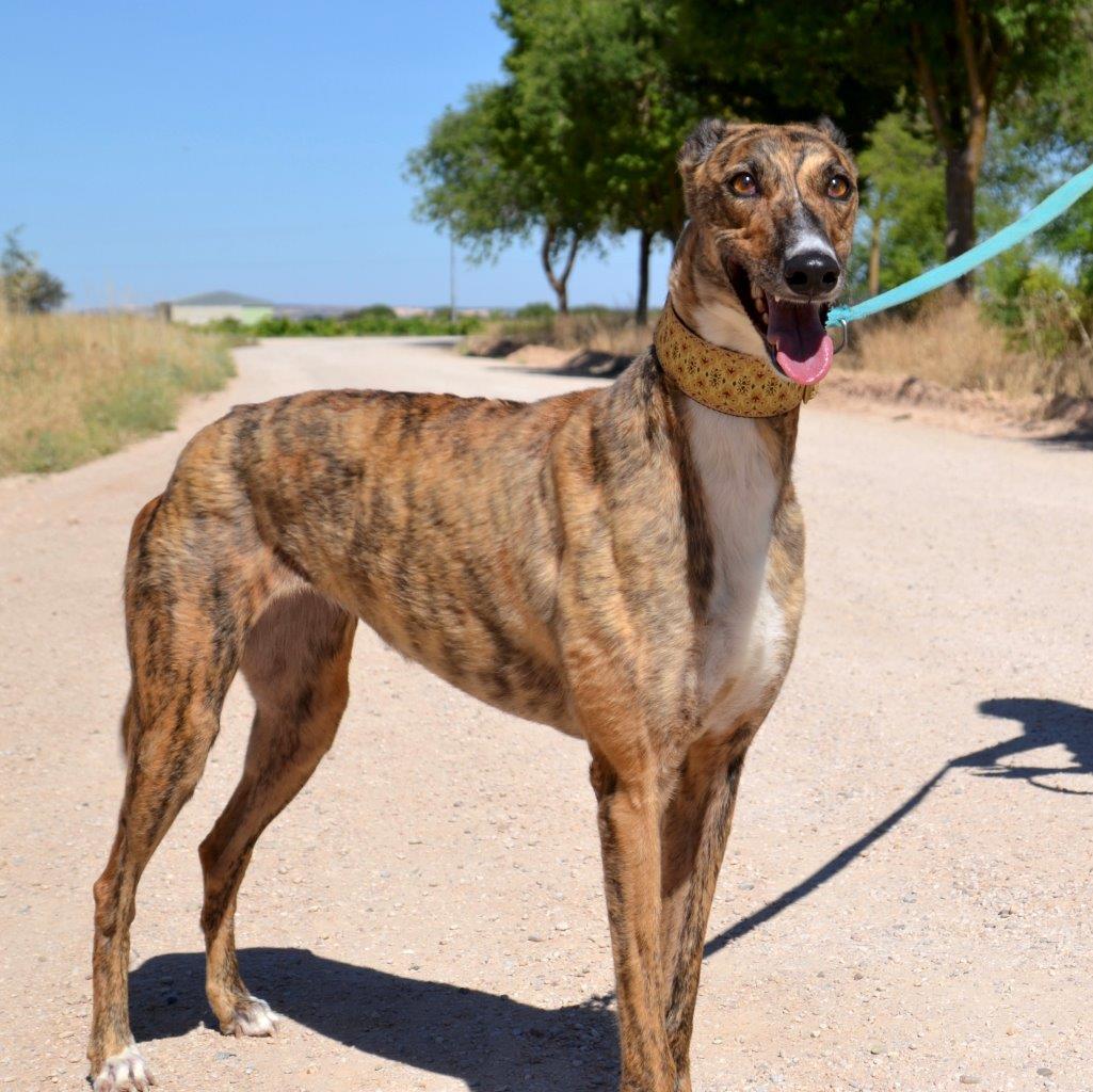 Photo de CHELSEA, un lévrier en attente d adoption