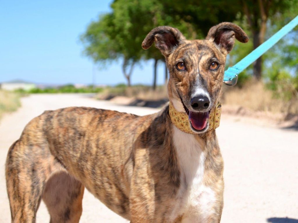 Photo de CHELSEA, un lévrier en attente d adoption