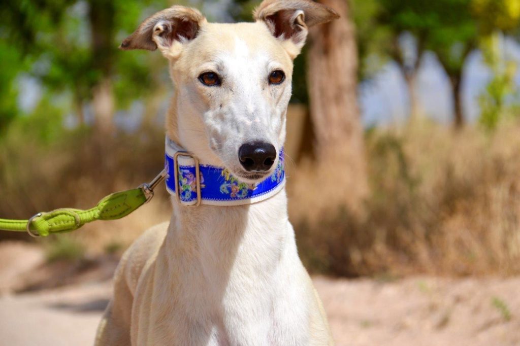 Photo de HAINA, un lévrier en attente d adoption