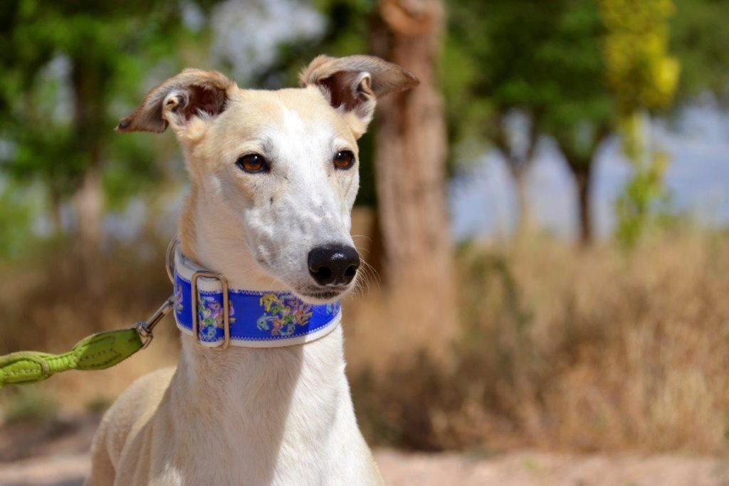 Photo de HAINA, un lévrier en attente d adoption