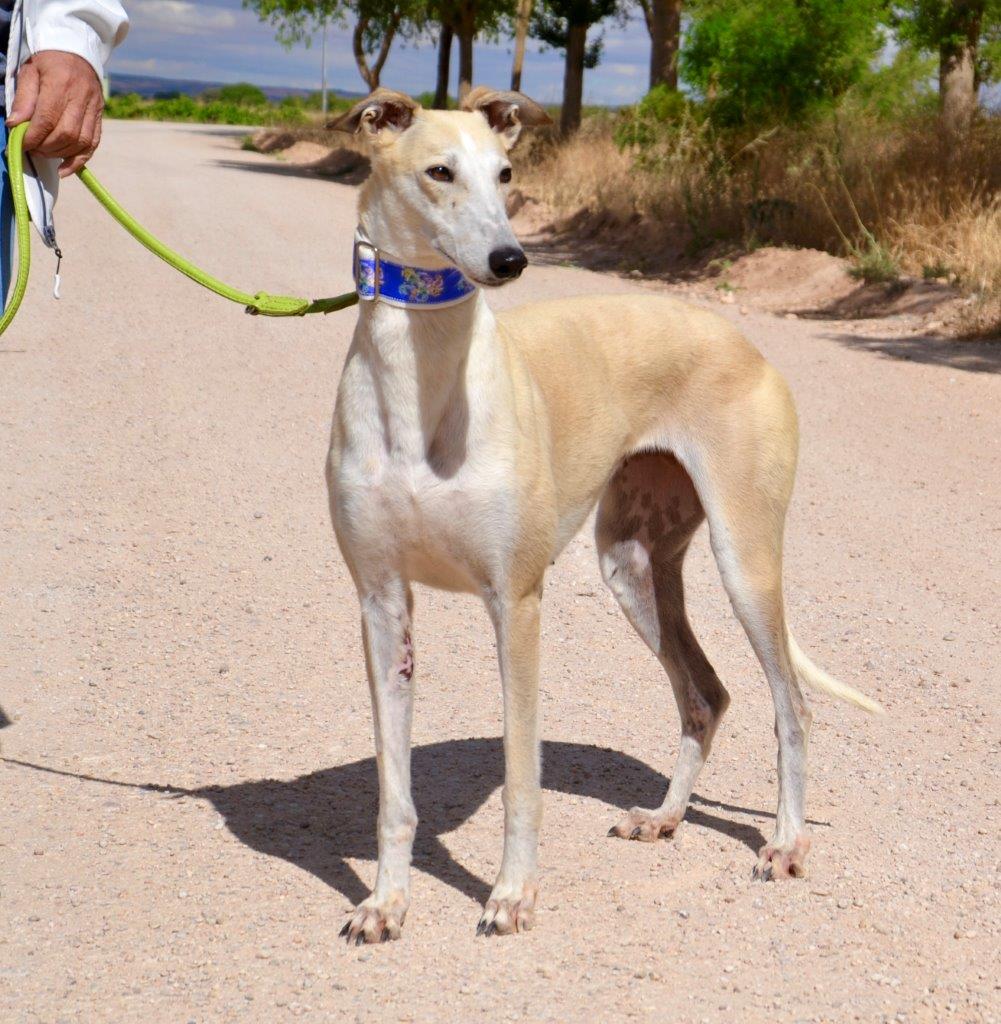 Photo de HAINA, un lévrier en attente d adoption