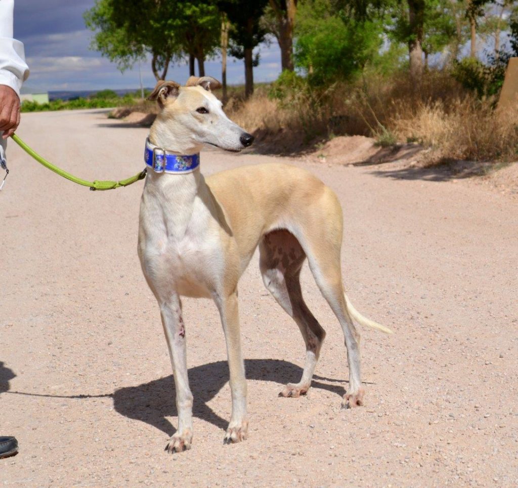 Photo de HAINA, un lévrier en attente d adoption