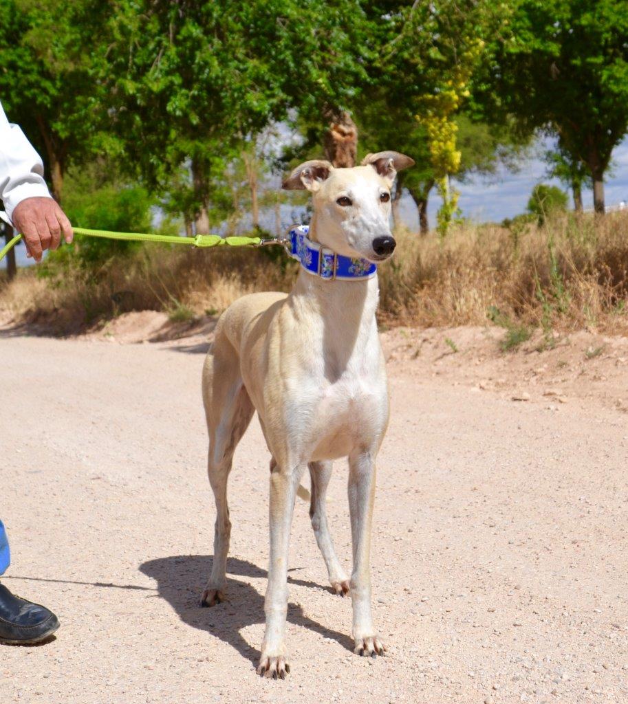 Photo de HAINA, un lévrier en attente d adoption