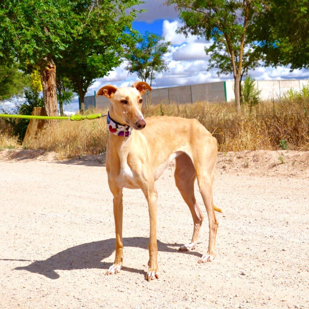 Photo de HERA, un lévrier en attente d adoption