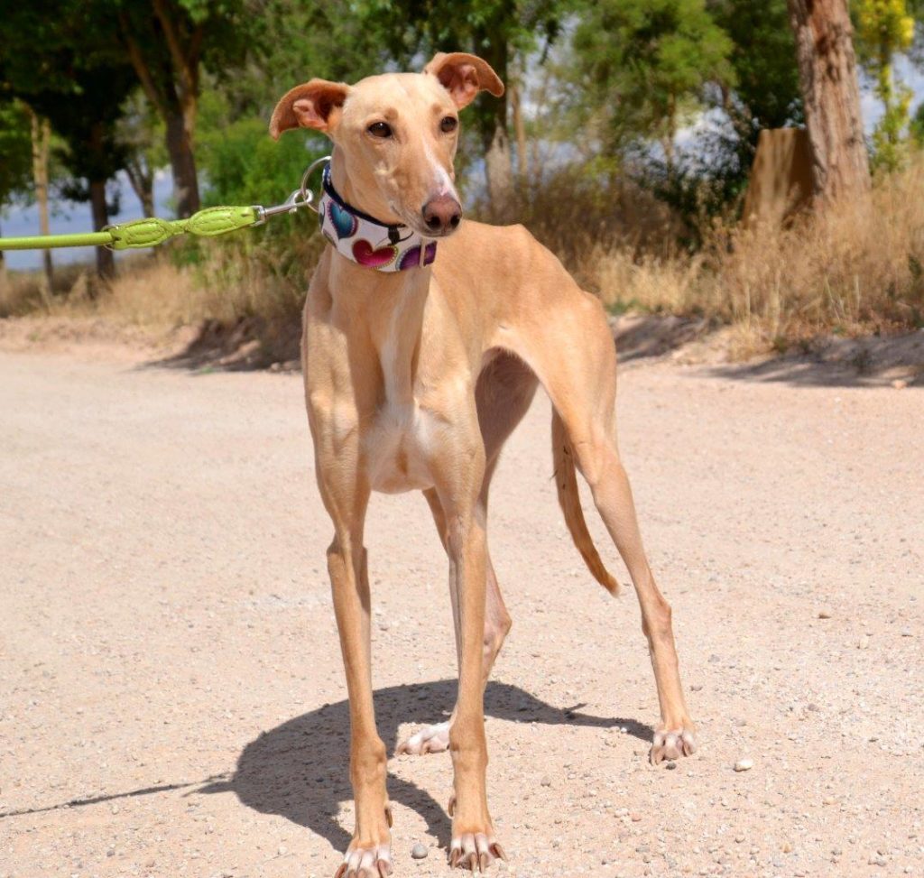 Photo de HERA, un lévrier en attente d adoption