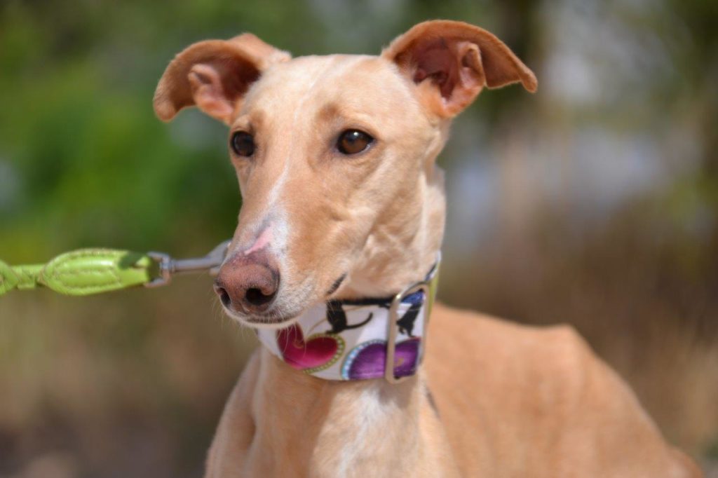 Photo de HERA, un lévrier en attente d adoption