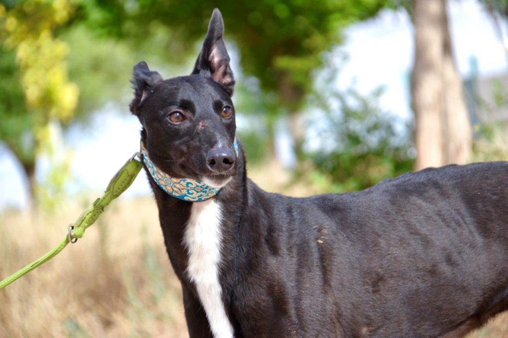 Photo de HONDO, un lévrier en attente d adoption