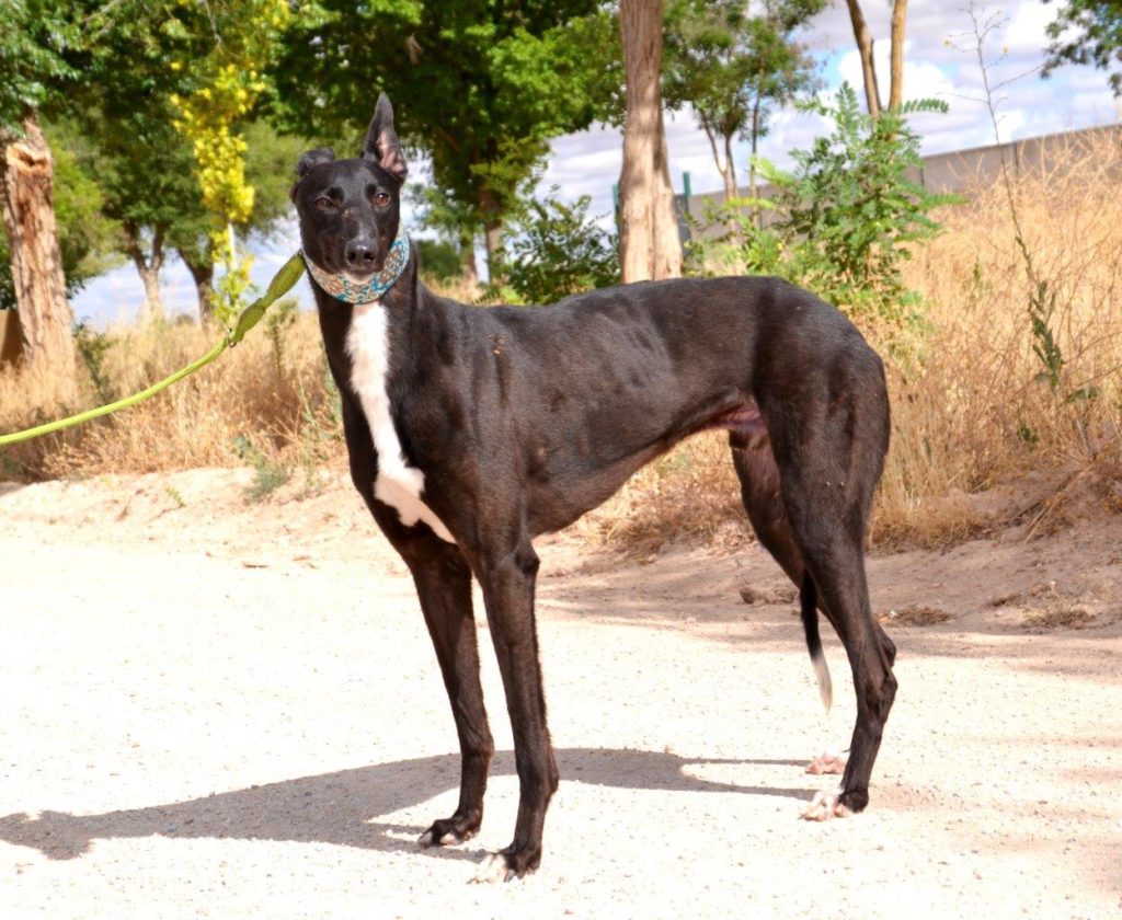 Photo de HONDO, un lévrier en attente d adoption