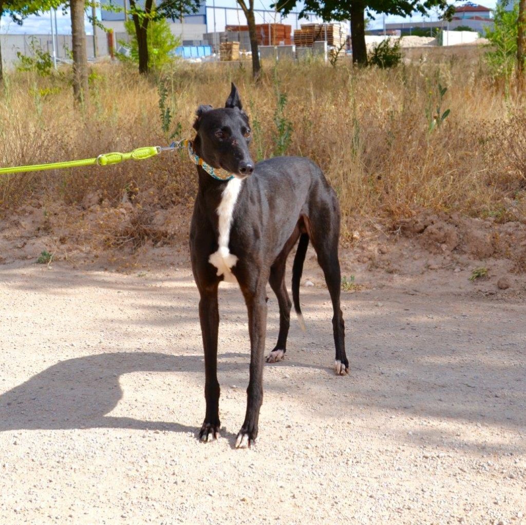 Photo de HONDO, un lévrier en attente d adoption